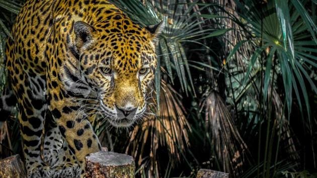 he forest officials tried to tranquilise the panther but failed (representational image). (Unsplash) he forest officials tried to tranquilise the panther but failed (representational image). (Unsplash)