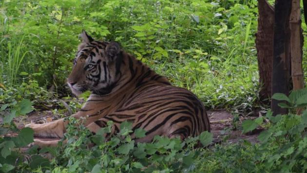Tigress Sundari will have to spend some more time in Odisha’s Satkosia tiger reserve.(HT Photo)