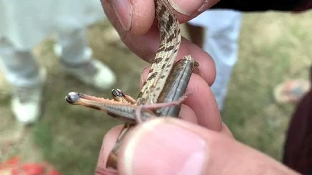Locusts are a group of short-horned grasshoppers that multiply quickly as they migrate(Sanjeev Kumar/Hindustan Times) Locusts are a group of short-horned grasshoppers that multiply quickly as they migrate(Sanjeev Kumar/Hindustan Times)