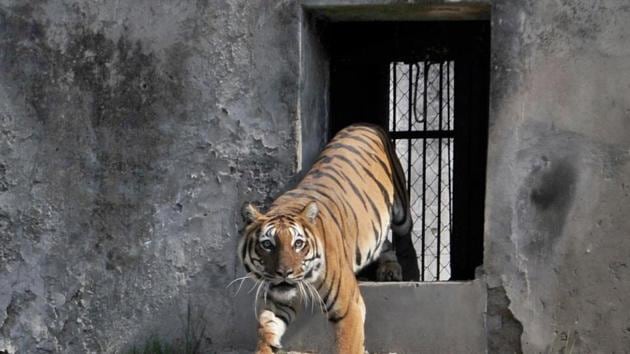 Inchara, the Royal Bengal tigress, has been released at Tiger Safari of Ludhiana Zoo on Wednesday.(Harsimar Pal Singh/HT)