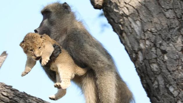A male baboon carries a lion cub in a tree in the Kruger National Park, South Africa.(AP)