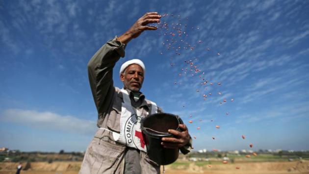 A Palestinian farmer, helped by the International Committee of the Red Cross (ICRC), throws wheat seeds as he plants a field near the Israel Gaza border in the central Gaza Strip. Returning to his fields for the first time in 14 years, farmer Naser Abu Isaeed surveyed the toll taken by conflict on formerly productive soil. “I saw an empty area full of holes and dry weeds,” said Abu Isaeed, who once grew fruit on the tracts along Gaza’s volatile border with Israel. (Ibraheem Abu Mustafa / REUTERS)