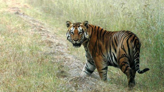 In many places in India, tigers sometime kill domestic cattle near their habitats. (HT Photo) In many places in India, tigers sometime kill domestic cattle near their habitats. (HT Photo)