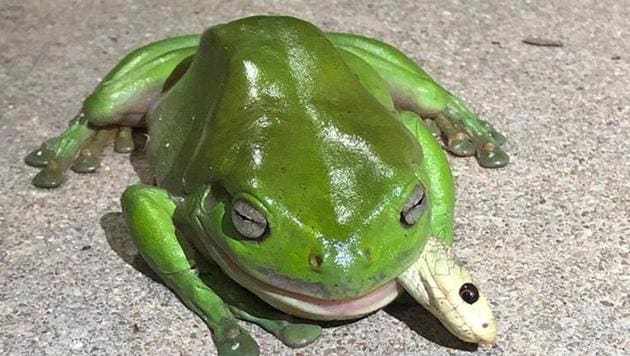 Frog eats deadly venomous snake, then this happens. See pics | Trending -  Hindustan Times