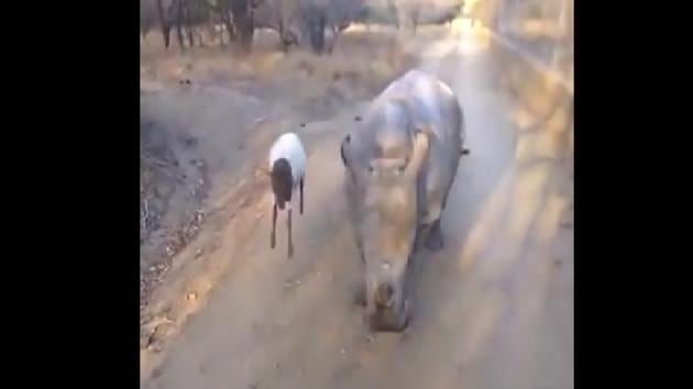 The baby rhino seen in the clip is Gertjie and its goat friend is named Lammie. (Twitter/@susantananda3) The baby rhino seen in the clip is Gertjie and its goat friend is named Lammie. (Twitter/@susantananda3)