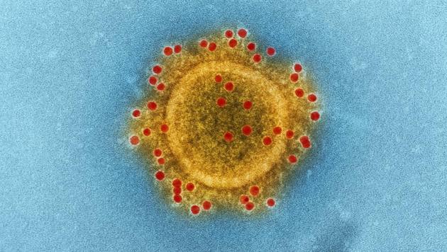False claims about how to combat coranavirus emerging out of China are flooding the internet. (representative image) (Unsplash) False claims about how to combat coranavirus emerging out of China are flooding the internet. (representative image) (Unsplash)