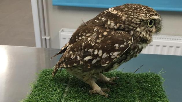 The owl, which has been named Plump, tipped the scales at 245 grams, almost a third more than its peers of the same age and species. (Facebook/Suffolk owl sanctuary) The owl, which has been named Plump, tipped the scales at 245 grams, almost a third more than its peers of the same age and species. (Facebook/Suffolk owl sanctuary)