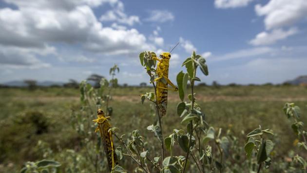 Desert locusts feed on plants in Nasuulu Conservancy, northern Kenya. As locusts by the billions descend on parts of Kenya in the worst outbreak in 70 years, small planes are flying low over affected areas to spray pesticides in what experts call the only effective control. (Ben Curtis / AP)