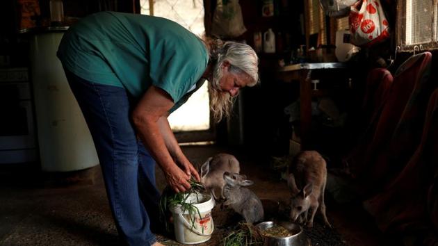 Willis feeds orphaned kangaroo joeys in the living room of her home. “At three o’clock it was a beautiful summer’s day, by four o’clock it was midnight,” Wilson said. “You couldn’t see any more than 20 yards and then the firestorm came through and pretty much burned everything,” Wilson told Reuters. (Jorge Silva / REUTERS)
