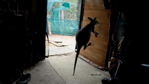 Willis said she had never seen fires so fierce, and that most animals, such as possums, gliders, echidnas, lizards and even many birds were not fast enough to escape the flames. (Jorge Silva / REUTERS)