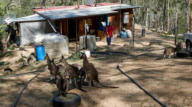 Full-grown kangaroos and other wildlife that had left their care long ago also came back to the house in search of refuge as the flames approached. (Jorge Silva / REUTERS)