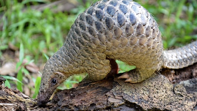 After testing more than 1,000 samples from wild animals, scientists at the South China Agricultural University found the genome sequences of viruses in pangolins to be 99 percent identical to those on coronavirus patients(AFP)