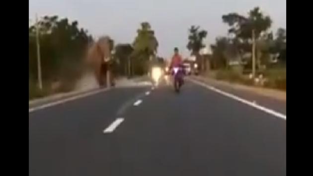The clip has garnered over 26,400 views and shocked reactions from netizens. (Twitter/@ParveenKaswan) The clip has garnered over 26,400 views and shocked reactions from netizens. (Twitter/@ParveenKaswan)