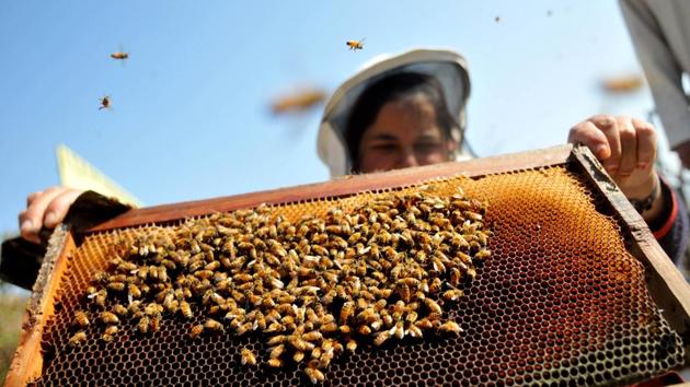 Beekeepers at work in a bee farm on the outskirts of Jammu city. Many local farmers produce honey, bee wax and royal jelly using modern beehives. (Nitin Kanotra / HT Photo)