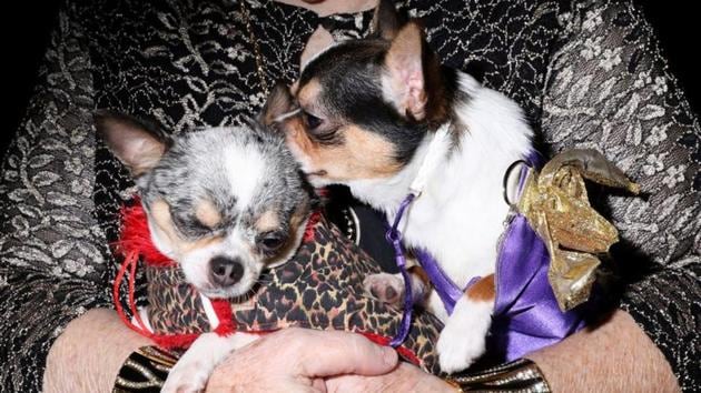 Chihuahuas Xena and Myles are held by their owner at the 17th annual New York Pet Fashion Show in the Manhattan borough of New York, U.S., February 6, 2020. REUTERS/Caitlin Ochs (REUTERS)