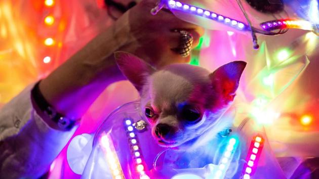 A woman holds a dog dressed in neon lights at the 17th annual New York Pet Fashion Show in the Manhattan borough of New York, U.S., February 6, 2020. REUTERS/Caithlin Ochs (REUTERS)