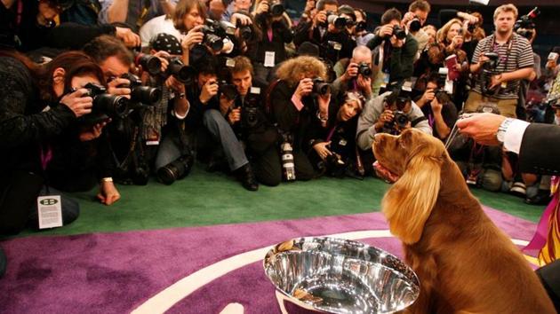 FILE PHOTO: Stump, a Sussex Spaniel, poses for photographers after winning Best in Show at the 2009 Westminster Dog Show in New York, U.S., February 10, 2009. REUTERS/Lucas Jackson/File Photo(REUTERS) FILE PHOTO: Stump, a Sussex Spaniel, poses for photographers after winning Best in Show at the 2009 Westminster Dog Show in New York, U.S., February 10, 2009. REUTERS/Lucas Jackson/File Photo(REUTERS)