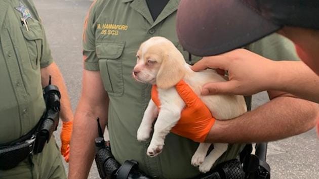 Deputies said that if the owner doesn’t claim the dog, it will go up for adoption.(Facebook/ Hillsborough County Sheriff’s Office) Deputies said that if the owner doesn’t claim the dog, it will go up for adoption.(Facebook/ Hillsborough County Sheriff’s Office)