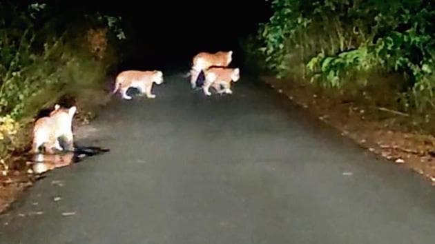 The tigers were spotted in the Surai range of Uttarakhand’s Udham Singh Nagar. The tigers were spotted in the Surai range of Uttarakhand’s Udham Singh Nagar.