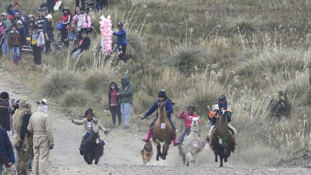 Children race their llamas. Llamas are highly valued by the area’s indigenous groups as they are a key mode of transport for those moving goods from the mountains to main roads. “The llama has a lower environmental impact because its leg has a pad shape and so it does not affect the compaction of the land,” Diego Bastidas, regional director of the Environment Ministry told Reuters. (Dolores Ochoa / AP)
