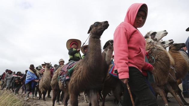 Kids parade on their llamas before the Llamingada. Home to about 300 lagoons and cloud forests, the park was recognized by UNESCO in 2008 because of its importance as a habitat for waterfowl. Ecuador’s environmental authorities promote llama breeding and reproduction in the region, noting the animal does not damage the ecosystem like other livestock. (Dolores ochoa / AP)