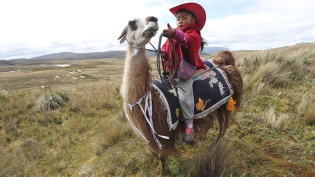 A girl waits on her llama for the start of a race at the Llanganates National Park, Ecuador. At dawn on a cold morning characteristic of Ecuador’s highlands, about 20 children got ready to show off their skills in llama race this past weekend. (Dolores Ochoa / AP)