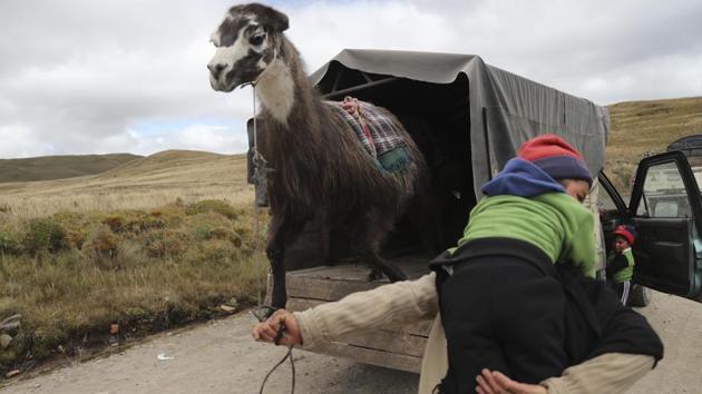 A woman gets her llama off a truck. AS the first rays of sunlight illuminated the mountains, riders between 4 and 12 years old dressed in ponchos and traditional fur and leather riding pants, known as zamarros, began to gather at the Laguna de Anteojos, where the race was held. Each child arrived with their llama at the lake, which has an elevation of 4,000 meters (13,000 feet). (Dolores ochoa / AP)