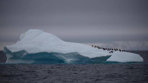 A group of chinstrap penguins walk on top of an iceberg floating near Lemaire Channel, Antarctica. The number of these penguins in some colonies in Western Antarctica has fallen by as much as 77% since they were last surveyed in the 1970s, say scientists studying the impact of climate change on this remote region. (Ueslei Marcelino / REUTERS)