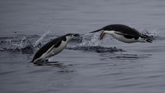 A pair of chinstrap penguins swim near Two Hummock Island. The chinstrap penguin, named after the narrow black band under its head, inhabits the islands and shores of the Southern Pacific and Antarctic Oceans and feeds on krill. (Ueslei Marcelino / REUTERS)