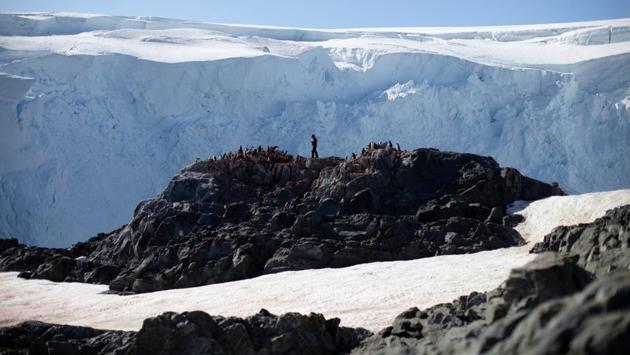 Steve Forrest counts chinstrap penguins in a colony on Anvers Island. “The declines that we’ve seen are definitely dramatic,” Forrest, a conservation biologist told Reuters. “Something is happening to the fundamental building blocks of the food chain here. We’ve got less food abundance that’s driving these populations down lower and lower over time and the question is, is that going to continue?” (Ueslei Marcelino / REUTERS)