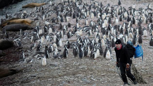 Michael Wethington, a scientist, collects rubbish on Snow Island. The number of chinstraps at one important habitat in the region, Elephant Island, has plummeted by around 60% since the last survey in 1971, to fewer than 53,000 breeding pairs today, the expedition found. (Ueslei Marcelino / REUTERS)