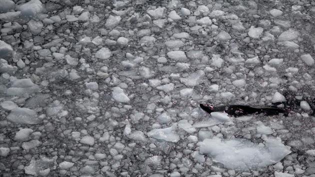 A seal swims among broken pieces of ice near Quentin Point, Anvers Island. “While several factors may have a role to play, all the evidence we have points to climate change as being responsible for the changes we are seeing,” said Heather Lynch, associate professor of ecology and evolution at Stony Brook University. (Ueslei Marcelino / REUTERS)