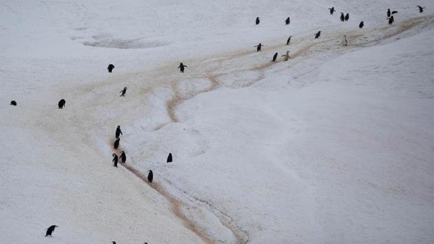 A colony of chinstrap penguins walk along a mountain on Two Hummock Island. The World Meteorological Organisation said last week that a research base in Antarctica had recorded the hottest temperature ever for the continent—18.3 degrees Celsius—as global warming causes an increase in melting of the ice sheets around the South Pole. (Ueslei Marcelino / REUTERS)