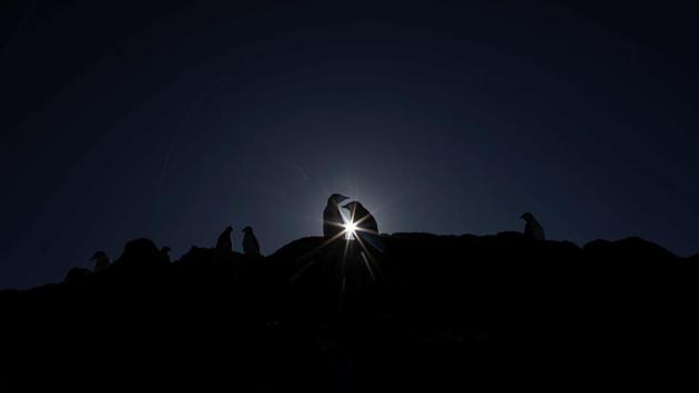 A colony of chinstrap penguins gathers on Anvers Island.A pungent smell of penguin excrement informs the scientists that they are nearing a colony even before they can hear the birds’ loud, harsh call. The birds have not learned to fear humans, so they mostly ignore their visitors. (Ueslei Marcelino / REUTERS)