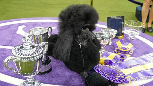 Siba the Standard Poodle, winner of Best in Show, poses with trophies and awards. (REUTERS) Siba the Standard Poodle, winner of Best in Show, poses with trophies and awards. (REUTERS)