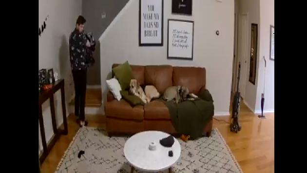 Jonsi, the dog, reluctantly gets up and picks up the sock to take it to his human. (Twitter/@gabbiefoote) Jonsi, the dog, reluctantly gets up and picks up the sock to take it to his human. (Twitter/@gabbiefoote)