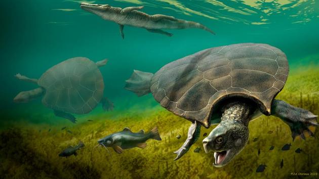 Turtle 200 store