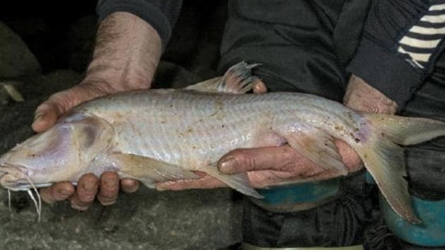 One of the largest specimens of the fish found in a Meghalaya cave.(J Burgers/Cave and Karst Science) One of the largest specimens of the fish found in a Meghalaya cave.(J Burgers/Cave and Karst Science)