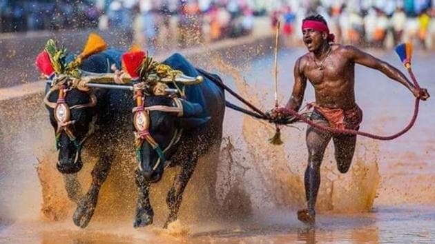 Srinivasa Gowda running at‘Kambala’ or buffalo race in a slushy paddy field. (Twitter/@Lovernova1) Srinivasa Gowda running at‘Kambala’ or buffalo race in a slushy paddy field. (Twitter/@Lovernova1)