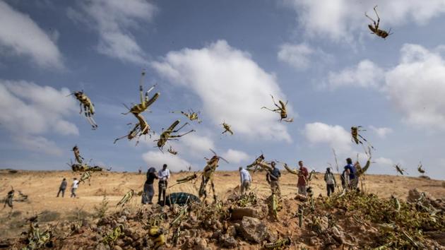 Young desert locusts that have not yet grown wings jump in the air as they are approached, as a visiting delegation from the Food and Agriculture Organization (FAO) observes them, in the desert near Garowe, in the semi-autonomous Puntland region of Somalia. (Ben Curtis / AP)
