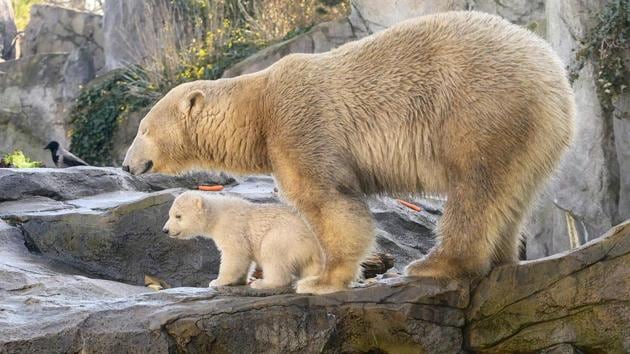 A polar bear cub walks with its mother Nora during its first public appearance at the Schoenbrunn zoo in Vienna, Austria. (Joe Klamar / AFP)