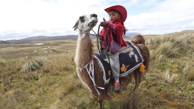 A girl waits on her llama for the start of a race at the Llanganates National Park, Ecuador. Wooly llamas, an animal emblematic of the Andean mountains in South America, become the star for a day each year when Ecuadoreans dress up their prized animals for children to ride them in 500-metre races. (Dolores Ochoa / AP)