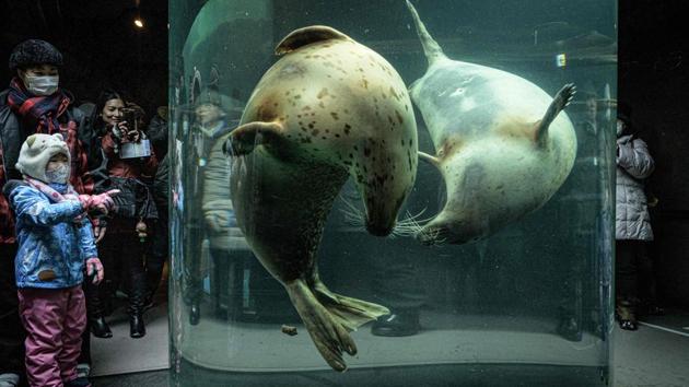 Spotted seals swim in a water tank at the Asahiyama zoo in Asahikawa, northern Japan. (Yasuyoshi Chiba / AFP)