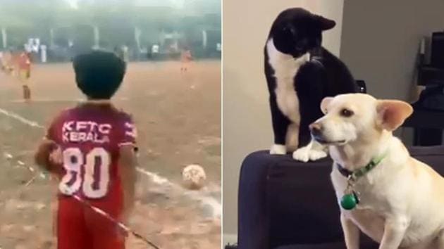 A collection of videos which went viral this week. (Screengrab) A collection of videos which went viral this week. (Screengrab)
