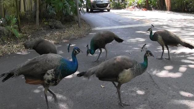 A pack of peacocks mill about at an intersection in the Coconut Grove neighborhood of Miami. (AP) A pack of peacocks mill about at an intersection in the Coconut Grove neighborhood of Miami. (AP)