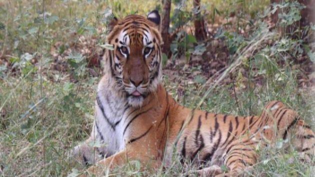 The director of Jungle Safari will be heading the inquiry and will report about the incident. (juglesafari.cg.nic.in) The director of Jungle Safari will be heading the inquiry and will report about the incident. (juglesafari.cg.nic.in)