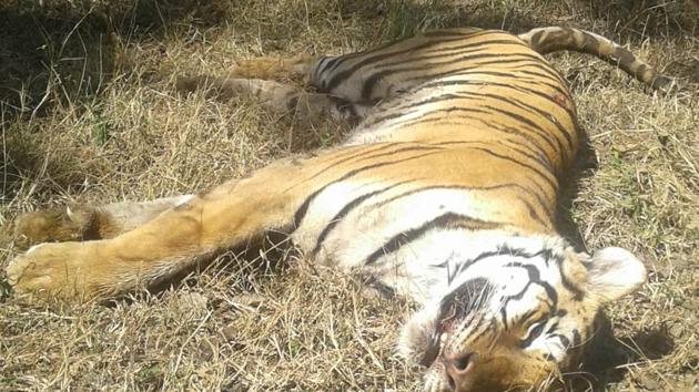 This image of the dead tigress has sparked debates regarding how Jharkhand has failed to carry out tiger surveys in Palamau reserve.(HT photos/ S Dey)