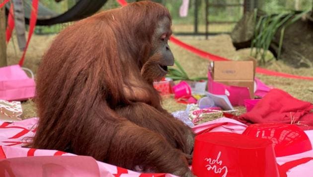 An orangutan named Sandra in Wauchula, Fla. Sandra, was granted legal personhood celebrated her 34th birthday on Valentine's Day and has befriended Jethro, a 31-year-old male orangutan.(AP)