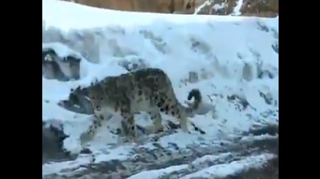 Footage of a stunning snow leopard wandering close to a tourist car in Himachal Pradesh.(Twitter/@susantananda3)