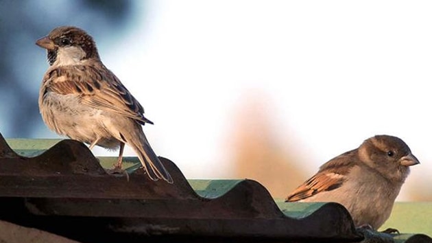 House Sparrow population may not be declining, finds new research | Latest  News India - Hindustan Times